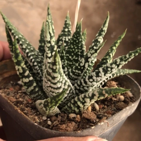 可****点泪珠硬叶多肉植物