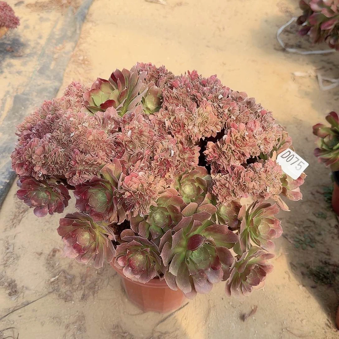 075火玫瑰朵朵一颗有伤