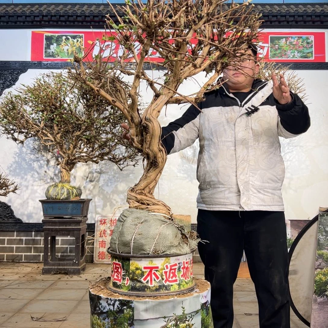 无花朵金银花588588885888885585