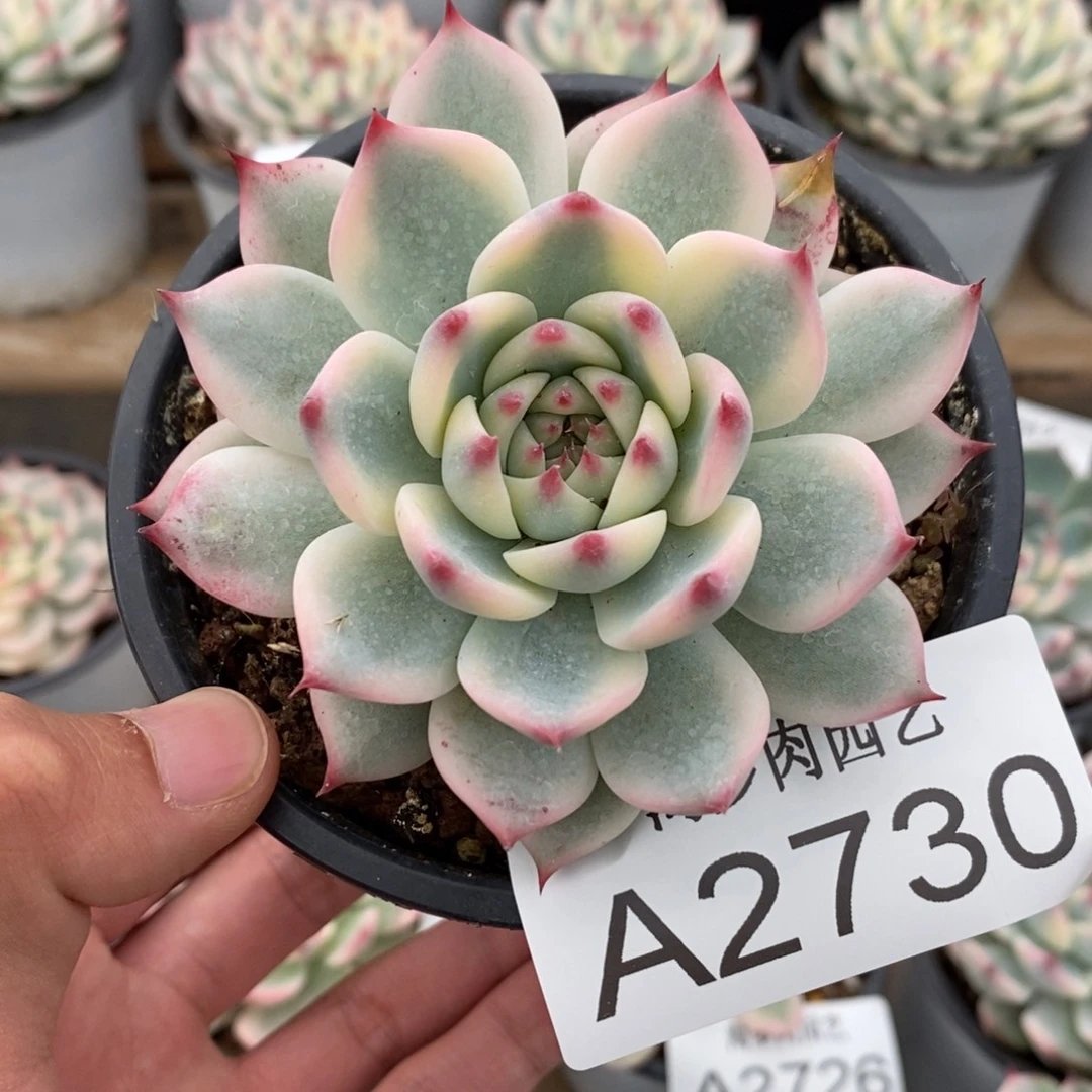 吉娃娃锦多肉植物A2730