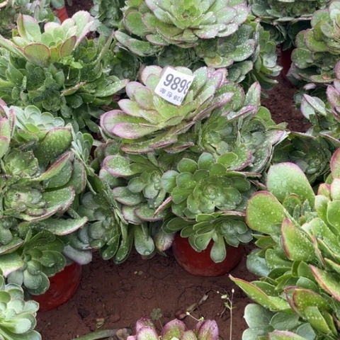 686万圣节不包断枝