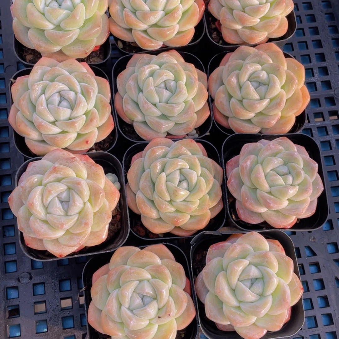 量拍37号奶油白底凝脂胖冰玉单头一个m