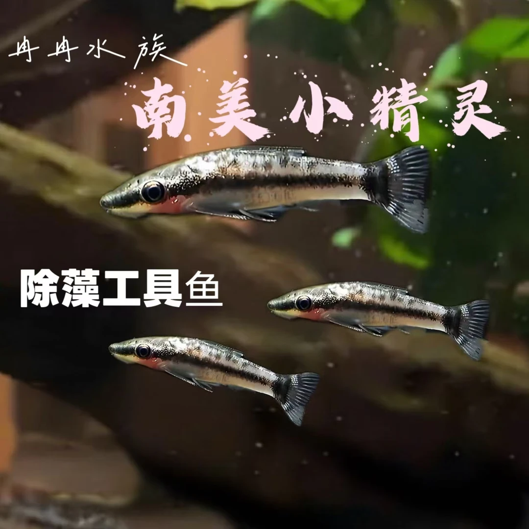 冉冉水族 热带观赏鱼活体南美小精灵除藻工具鱼