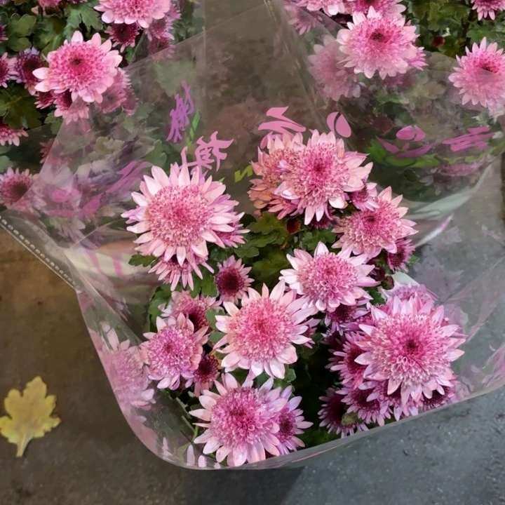 原盆原土｜荷兰菊深色草莓心