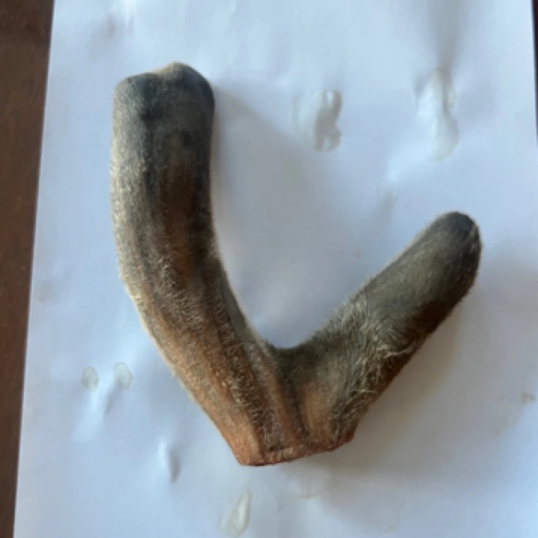 梅花鹿整枝鹿茸