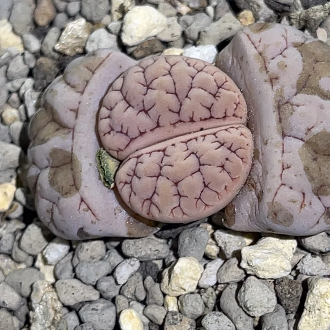 6840粉皮红纹189一颗