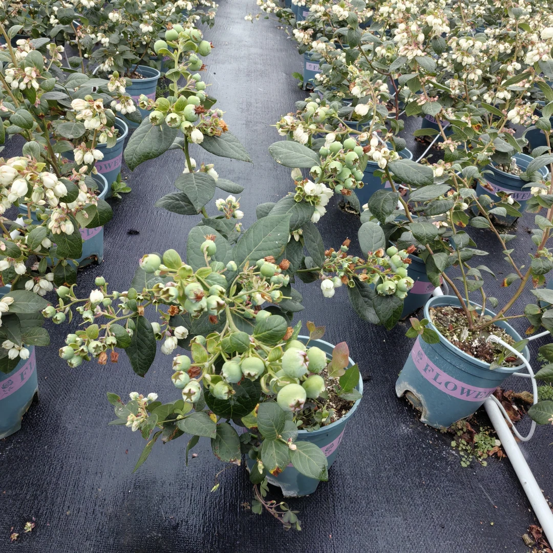 瓶盖蓝莓（42）原盆原土，处理苗，带少量果子，介意勿拍，不售后