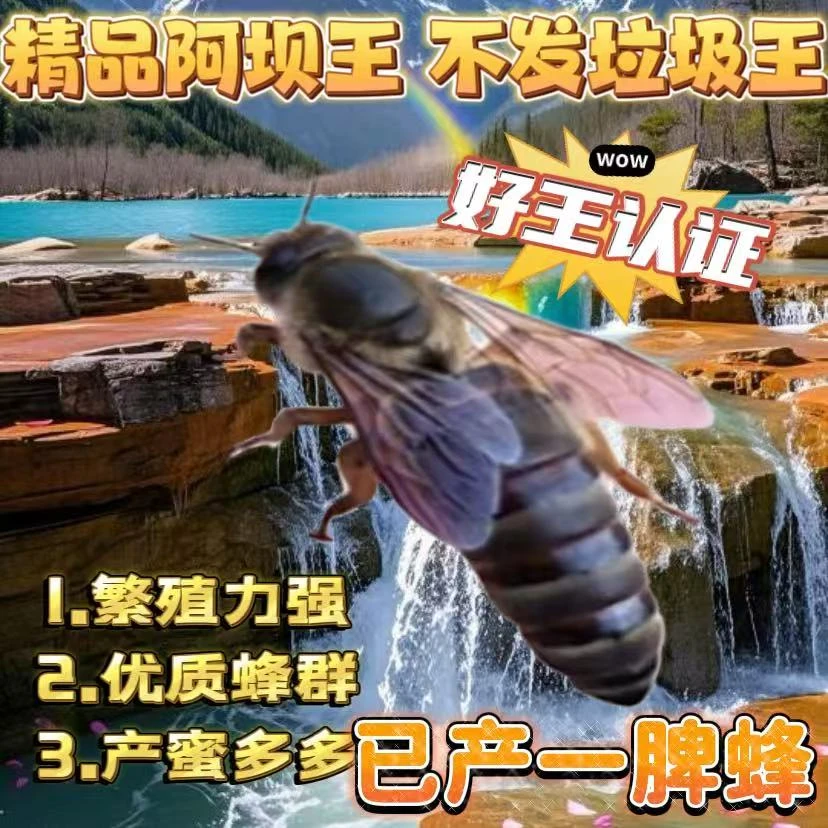 【包交尾成功】中蜂蜂王中蜂开产王产卵蜂王蜜蜂种王伏牛高产蜜蜂王