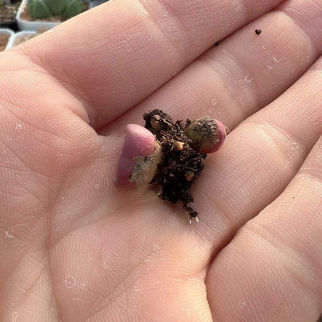 专*多肉肉锥 专拍