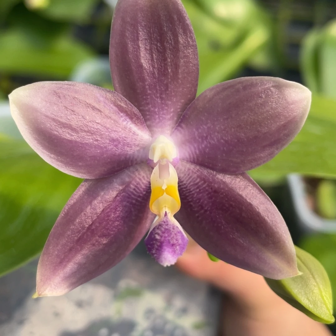 完全开放888888888