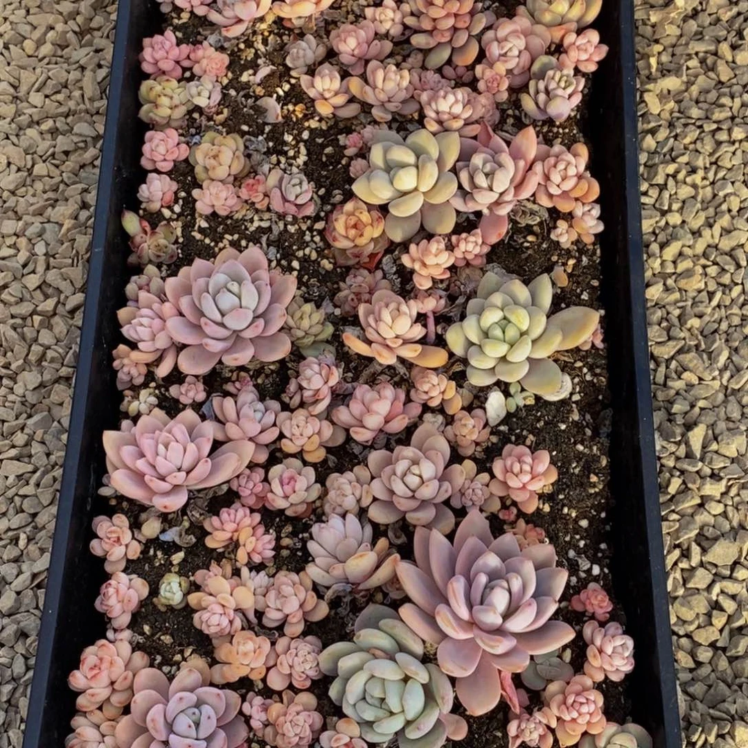 ?105的人生态度是一个