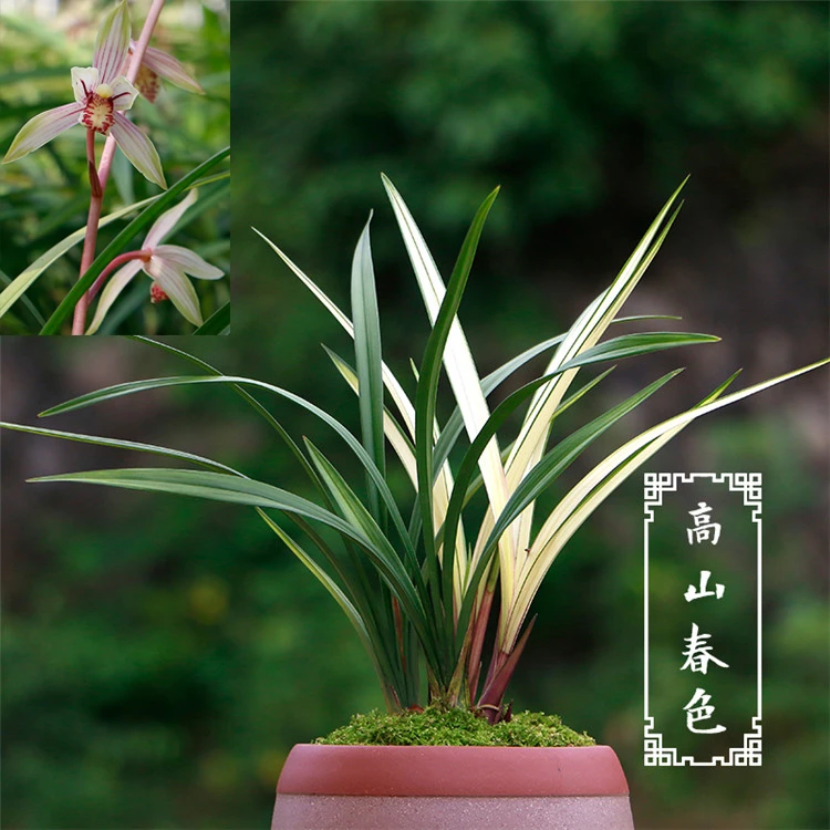 建兰名品【高山春色】基地原盆原土带叶艺室内花卉好养绿植种好发