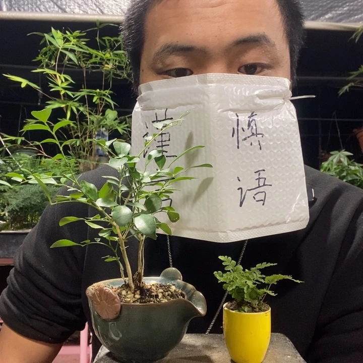 以实际为准盆景绿植盆栽118