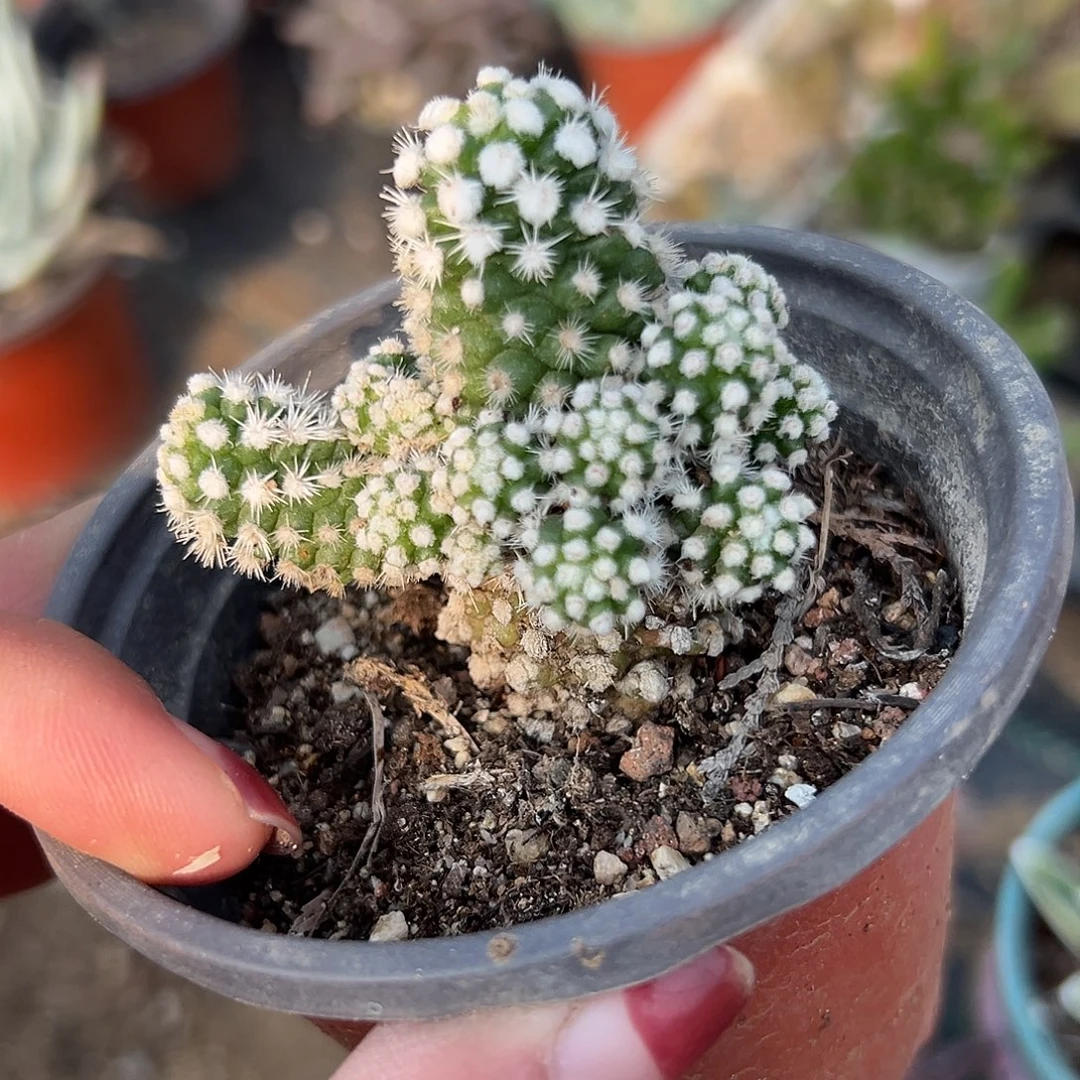 多肉植物多肉植物