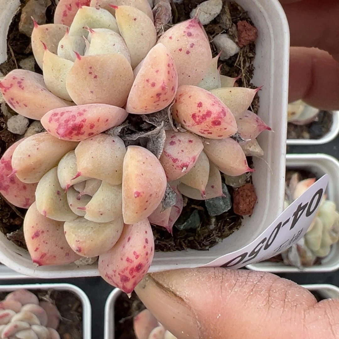 小卡拉米糖心一物一拍4-50