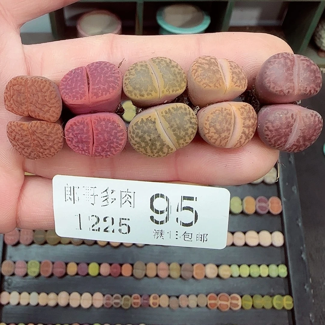 满满18包邮1225-95