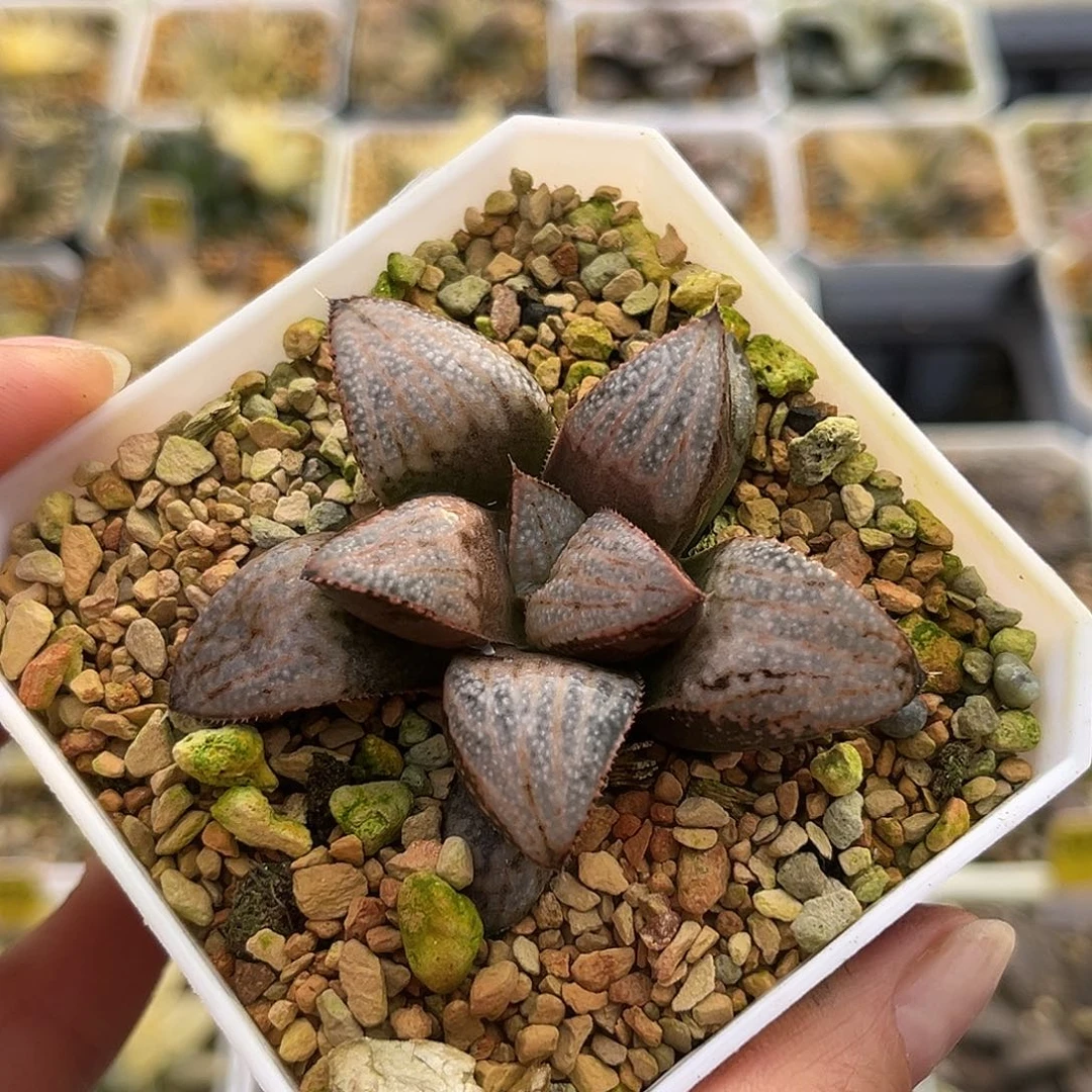 262汤圆一物一图福利