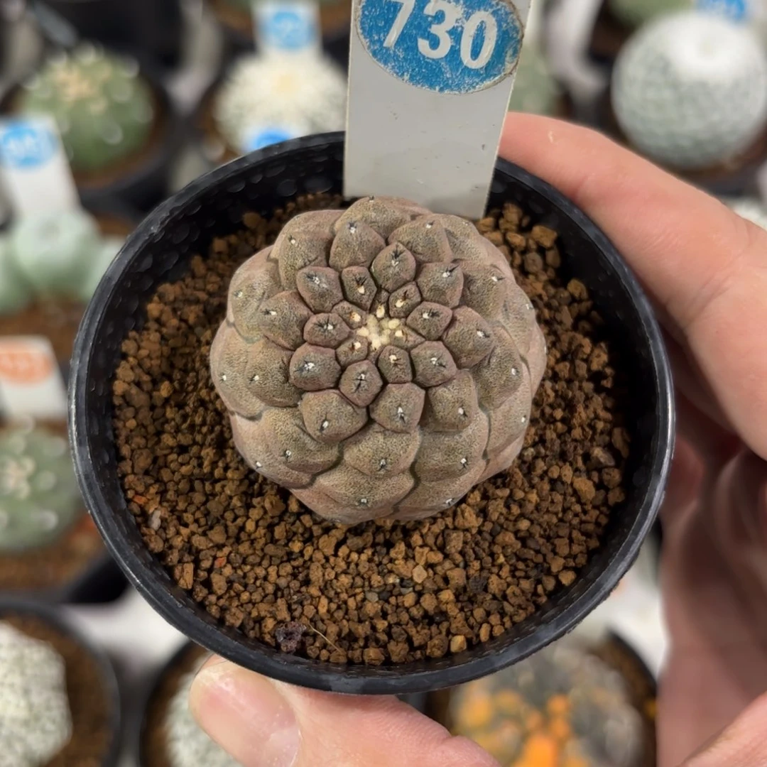 730实生蜥蜴皮带盆带土发货