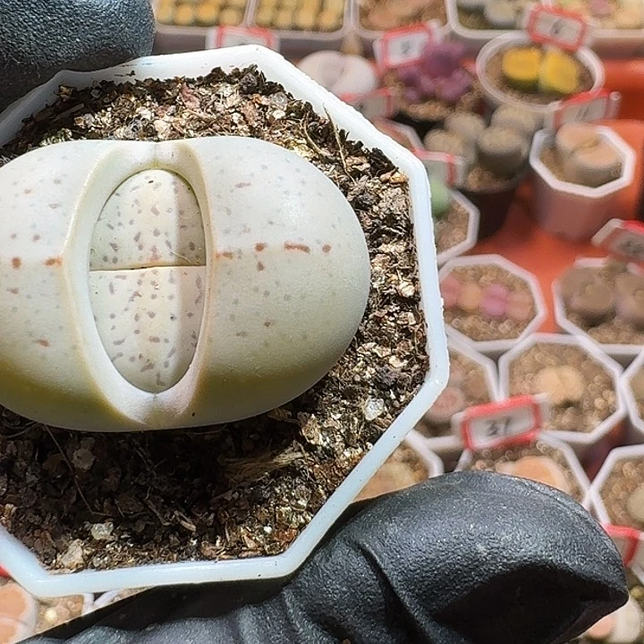 生石花233:：：。  160