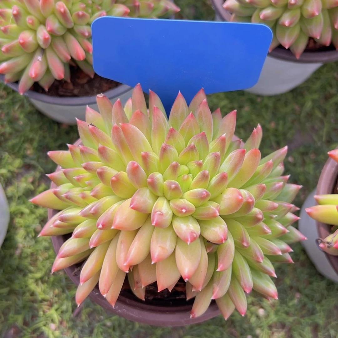 香玉的故事是一个人的故事吗