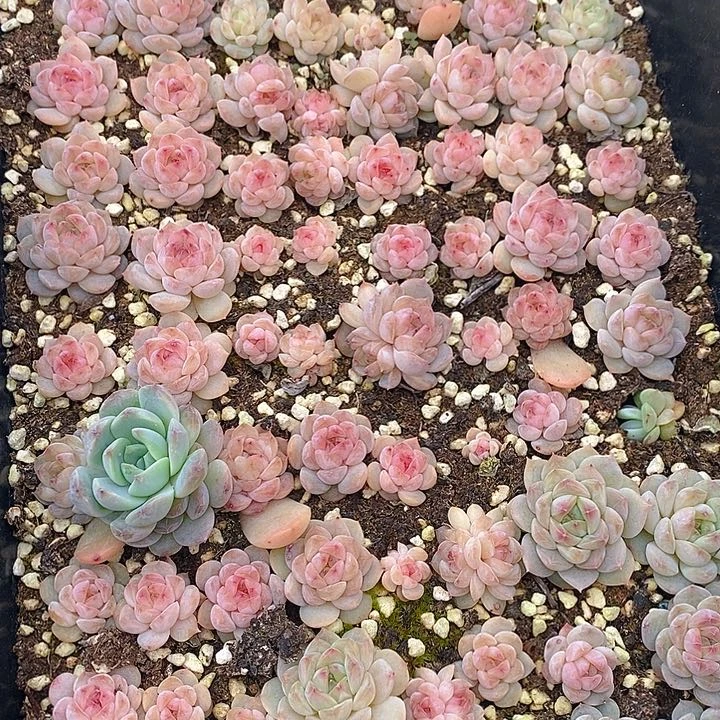 102 多肉植物盆栽花卉盆栽植物