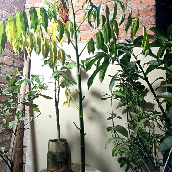 太平洋橄榄带杯，带土发货