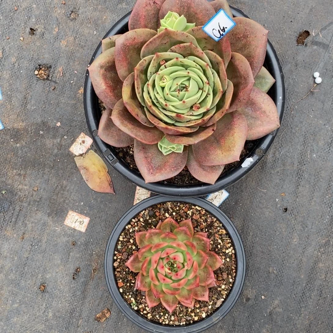 0****儿福利超极板狮子a6