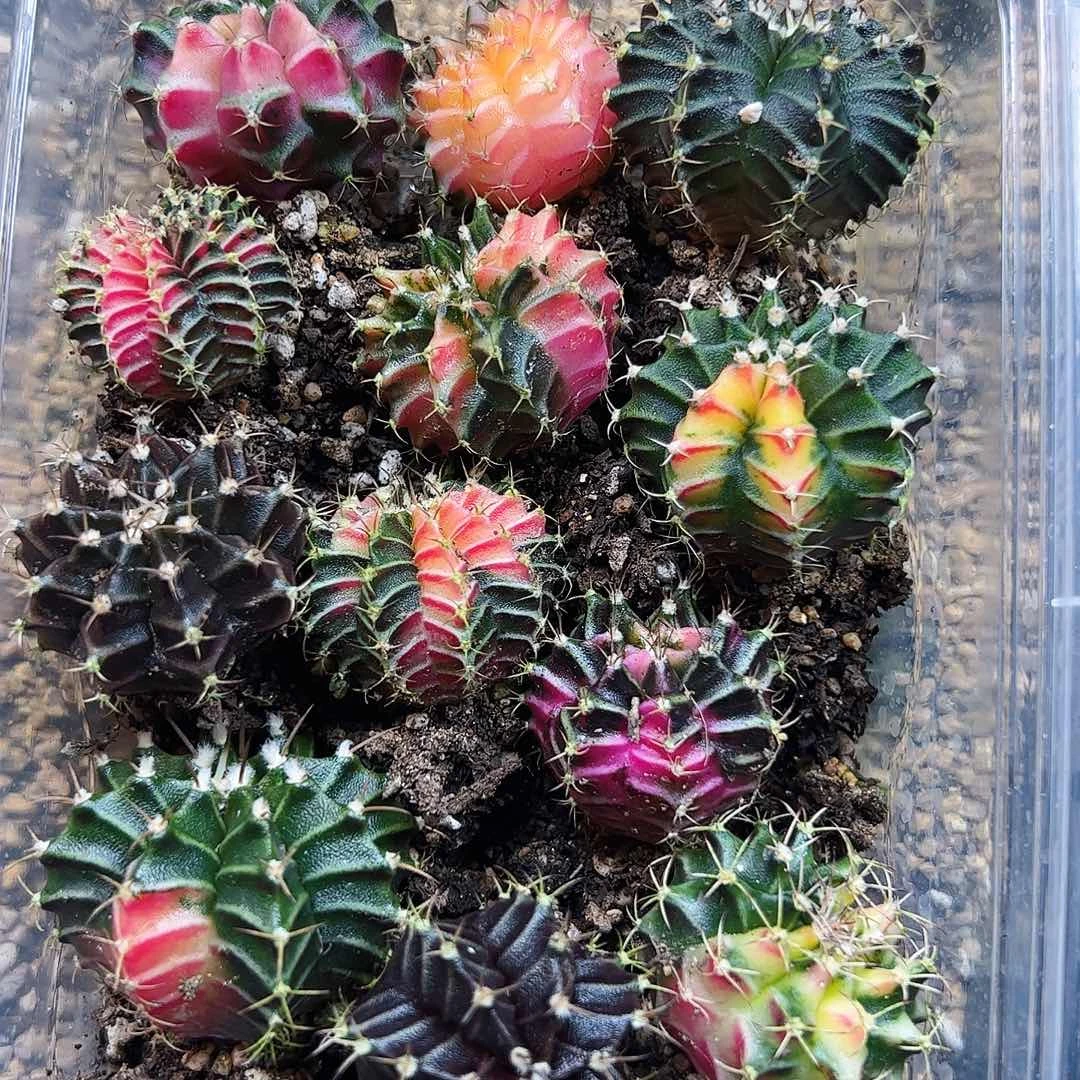 当前无花栽培后可以开花003