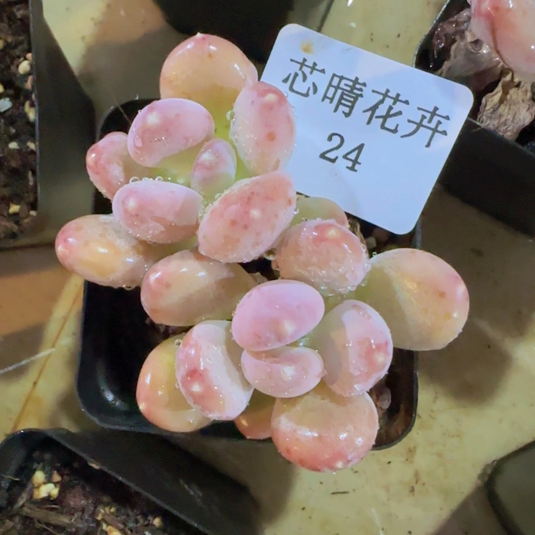 蜜*豆多肉很小看清楚下单拒绝非品质售后24
