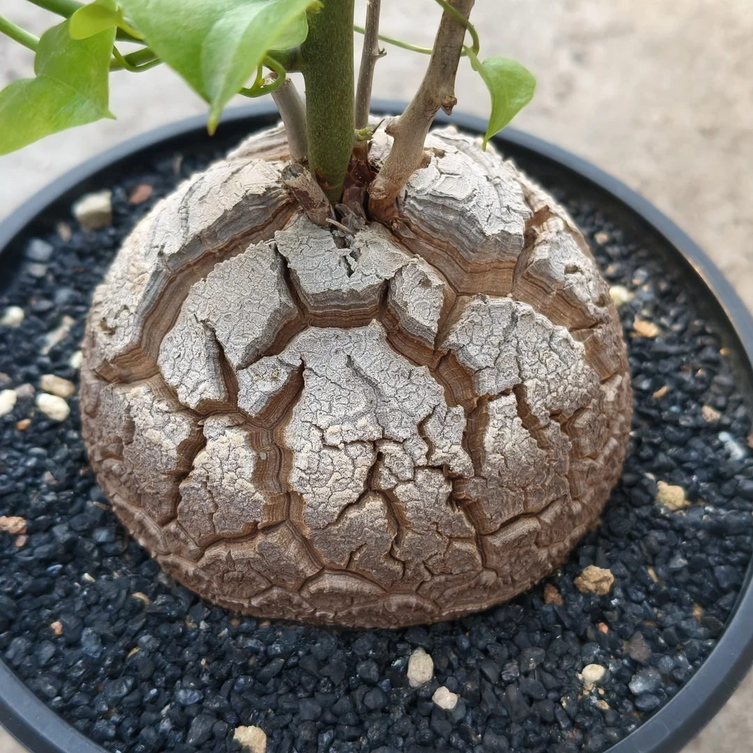稀有龟甲龙块根多肉植物盆栽基地带叶发货