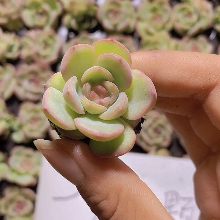 16精品琴心2颗一组