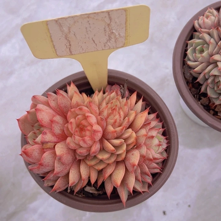 健健康康平平安安