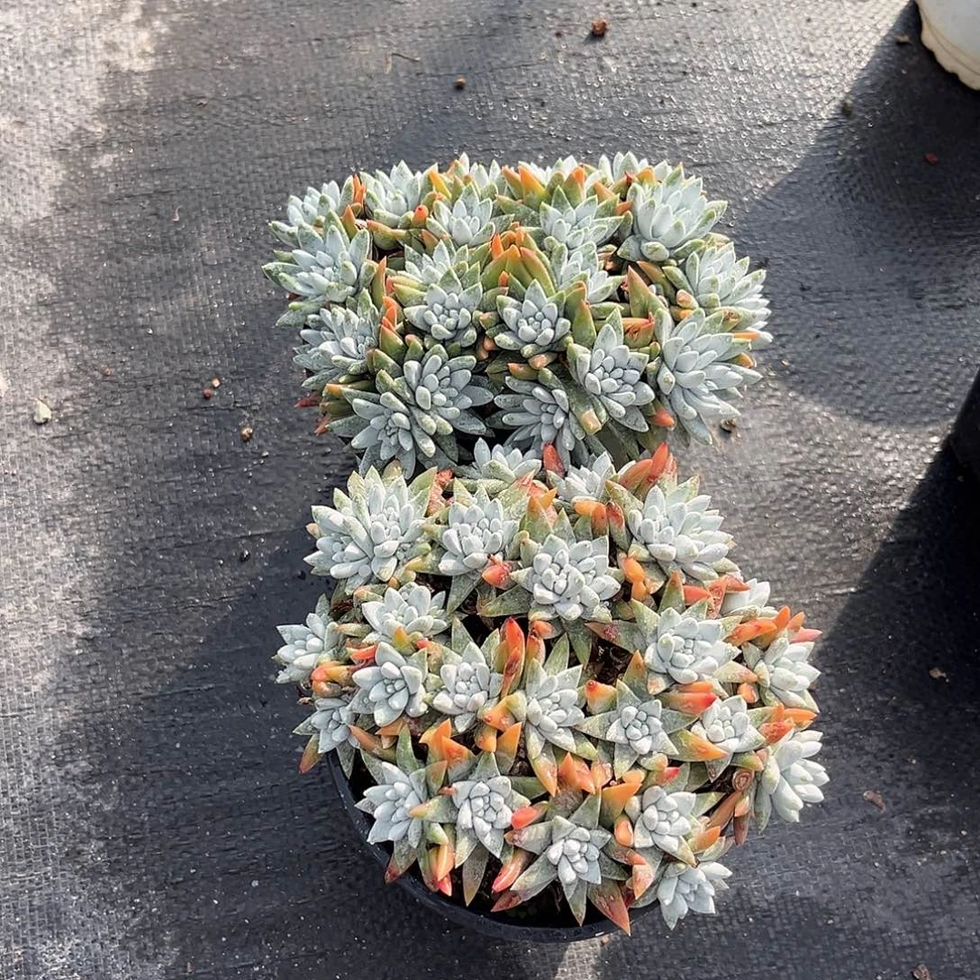 白菊小鹿多肉一物一拍