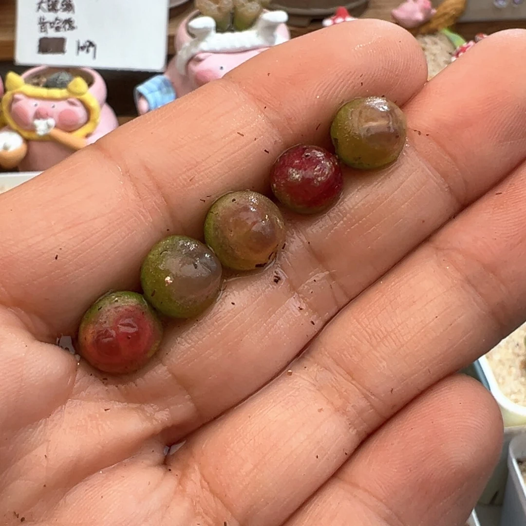 964。紫皮拉登 多肉植物