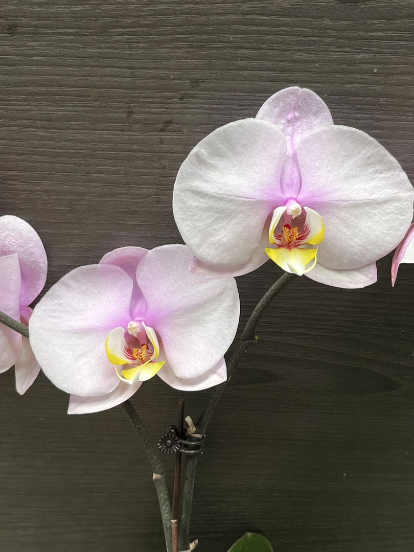 【妖姬】蝴蝶兰基地组盆易养活