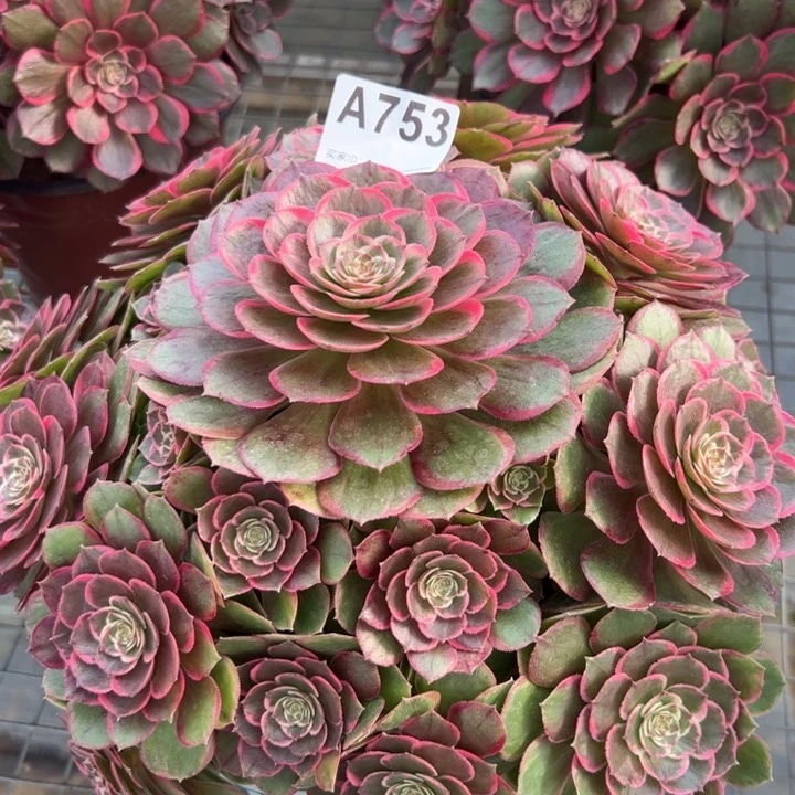 753粉花妖25厘米左右