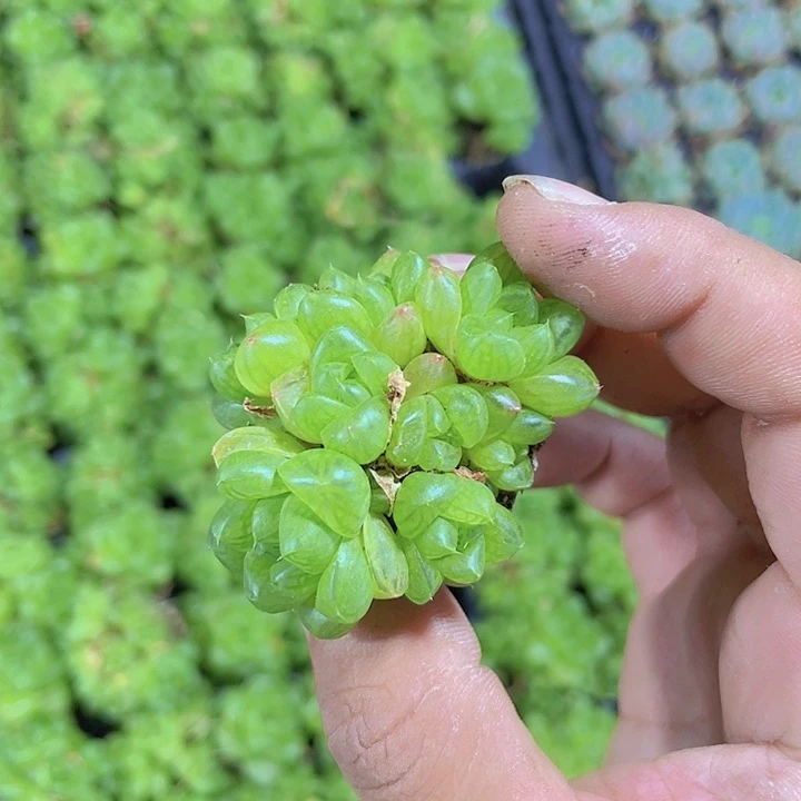 玉露群生精品多肉