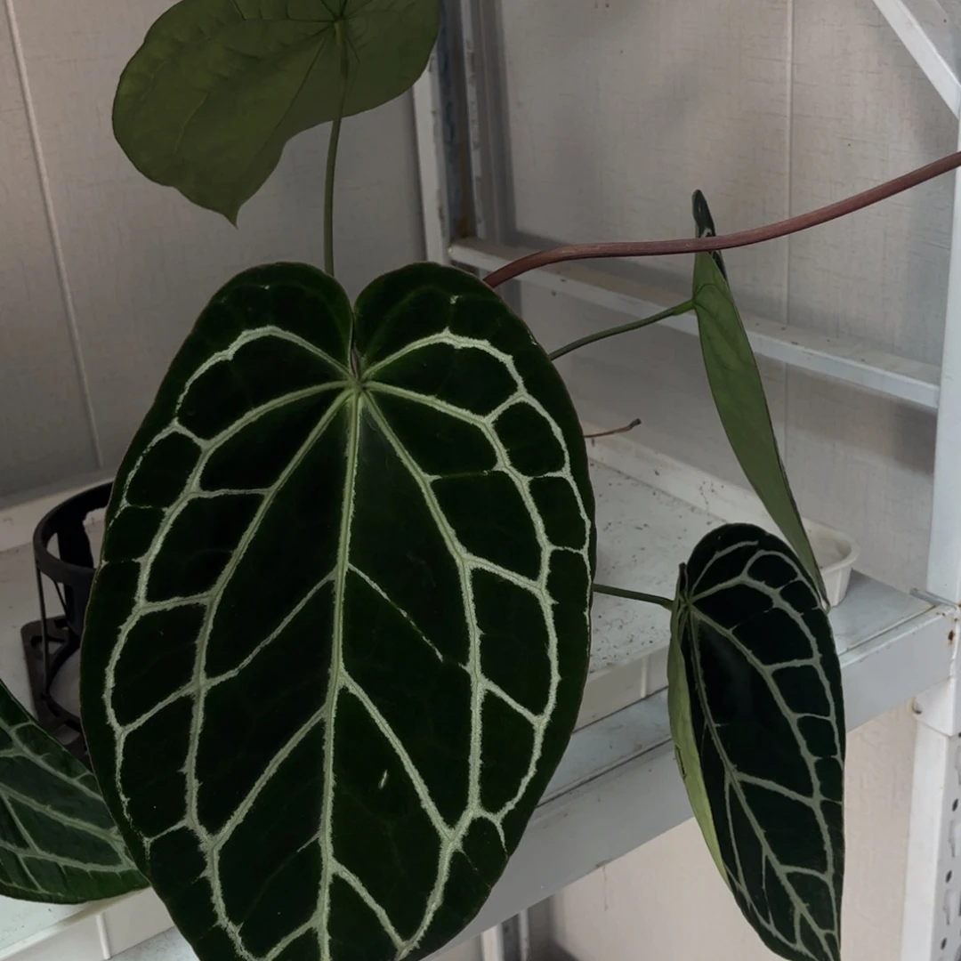 无花朵黑水晶3500