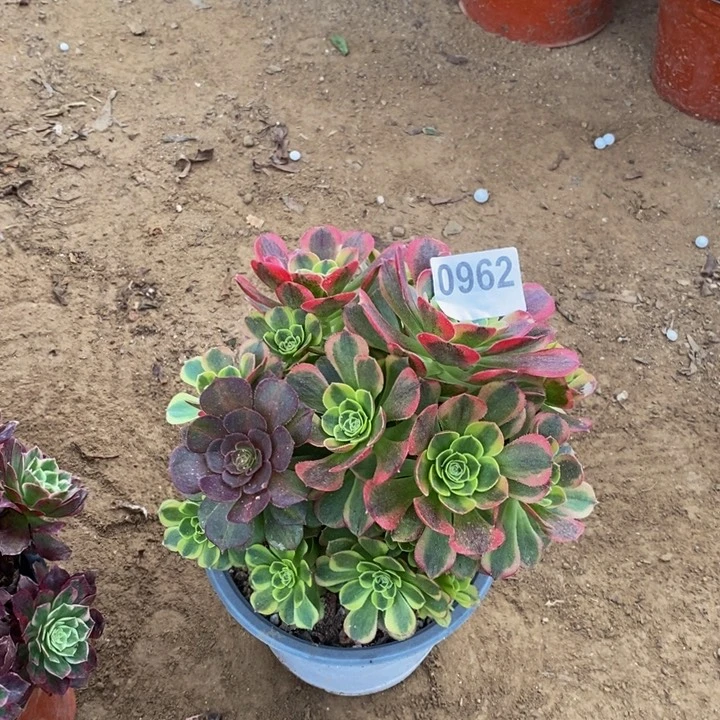 962万奶白绣球多肉