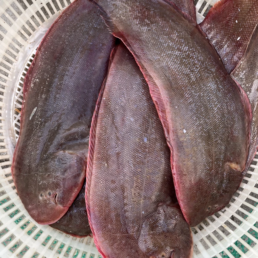 莱州当地海捕中号鳎米鱼龙利鱼舌头鱼牛舌鱼京东包邮
