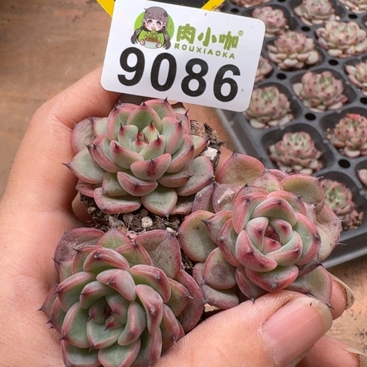 当前无花朵,栽培后可花朵多肉植物多肉植物