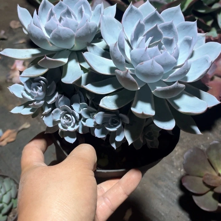 用***5多肉植物，蓝石莲多肉