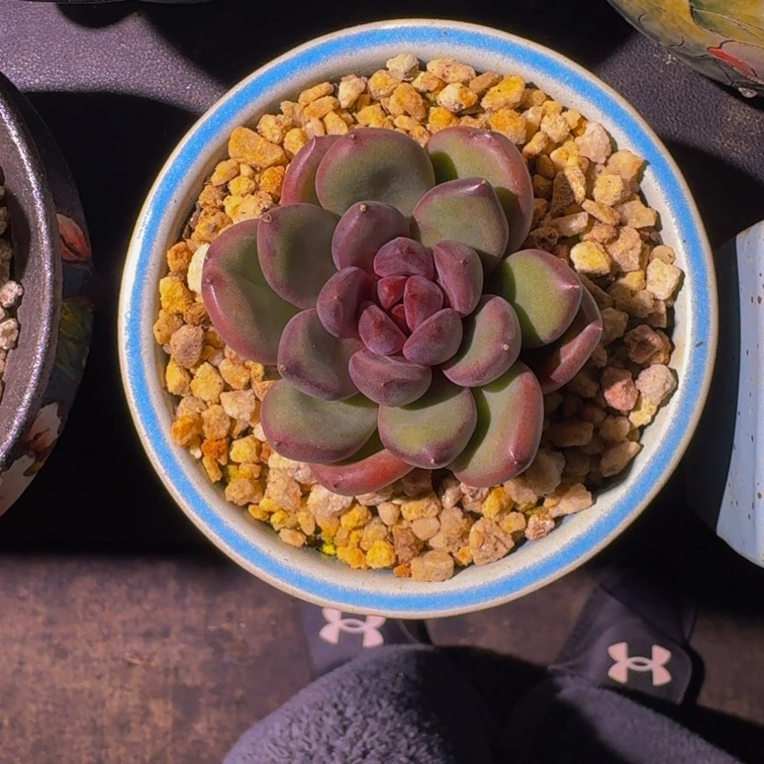 黑钻 单头 一物一拍