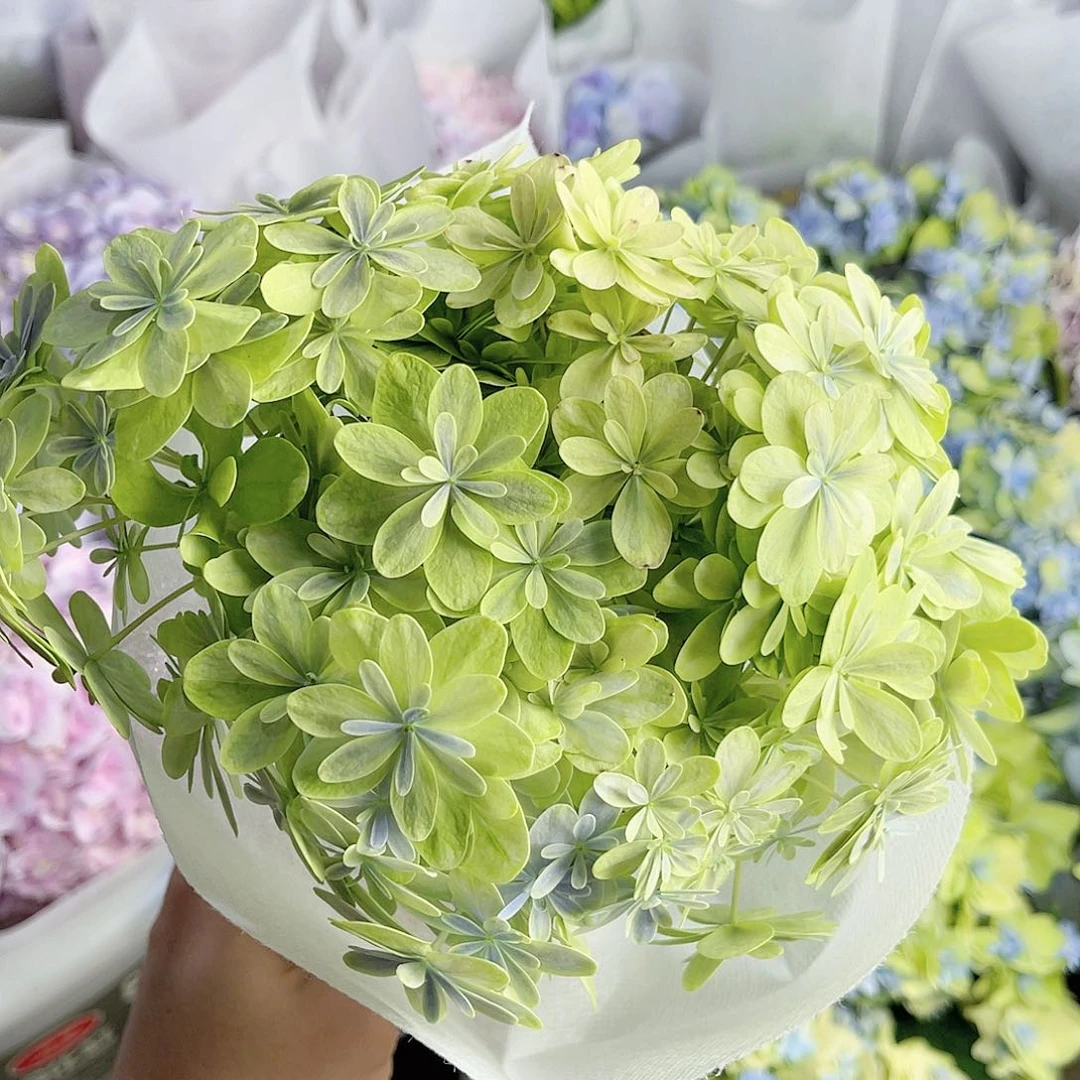 完全开放稀有绣球花9号