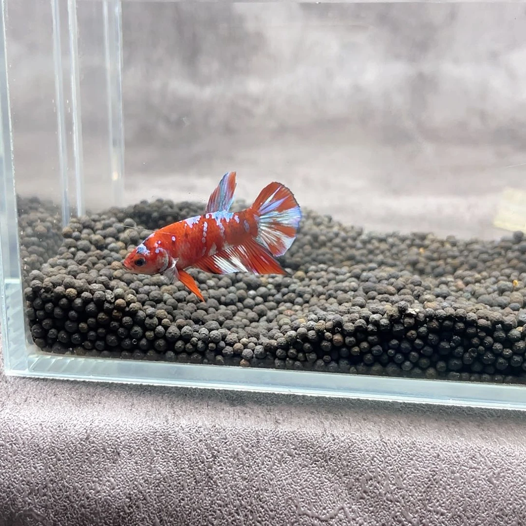 斗鱼不包邮首单补10运17
