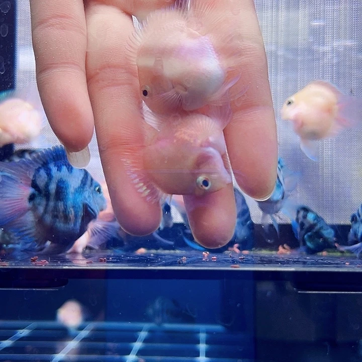 鹦鹉鱼胭脂粉一对母鱼歪嘴