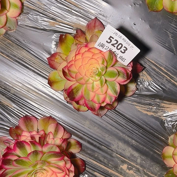 5203荔枝多肉植物2号