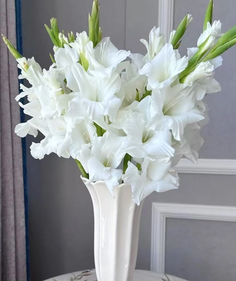 【剑兰 】【叁叁专属】花期超长待机 基地批发包邮