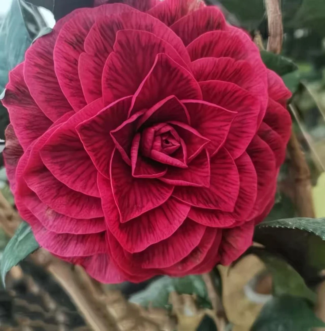 红叶贝拉茶花树苗盆栽耐寒耐热纯色花香易养活适合庭院阳台