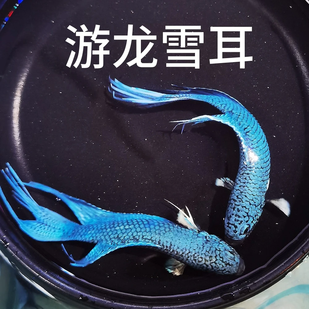 游龙雪耳活体冷水淡水观赏鱼耐活好养免打氧小型原生鱼金耳朵